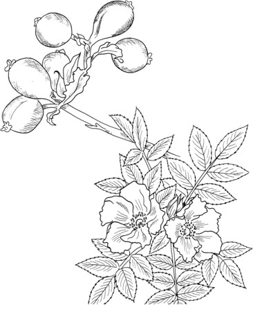 Kolorowanka dzika róża wśród kwiatów